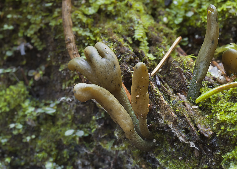 Microglossum viride